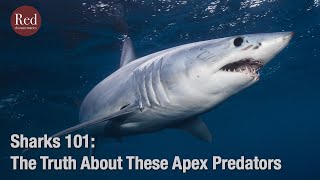 Sharks 101 – The Ocean's Apex Predators 🦈