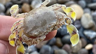 ECE VE SEVİMLİ YENGEÇ 🦀 DENİZ 🌊lovely crab,caranguejo fofo,cangrejo lindo