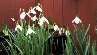 Galanthus nivalis time-lapse