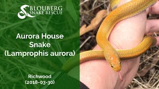 20180330 Aurora House Snake rescued near Richwood