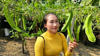 Harvesting Dragon Beans Goes to market sell - Take care of the pet | Ly Thi Tam