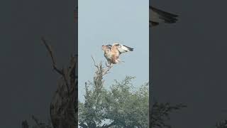 A Black Kite swooped down to attack a Long-legged Buzzard #shorts #ytshorts #youtubeshorts #short