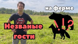 Неприятный визит на нашей ферме?!😳😱😭 | #медведь #лиса #ферма