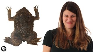 These Baby Toads Burst Out Of Their Mom's Back