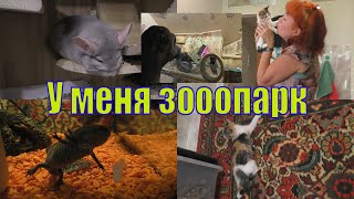 КУЧА НОВОСТЕЙ И НОВЫЕ ПИТОМЦЫ