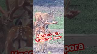 Пятнистый олень 🦌