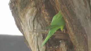 nesting Indian ringneck parrot part 4 /mesmerising nature/ Palette de lune /the colour palette