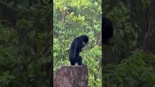 Sun bears can actually enjoy the rain!