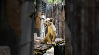 Young prince of jungle learning to give commands. Lion Cub roaring