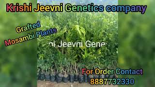 |Grafted Mosambi Plants|Krishi Jeevni Genetics company Plants|Contact no.8887732330|#grafted#mosambi