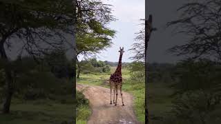 magical Kenya #usa #canada #wildlife #animals #giraffe #gamepark #gametournaments