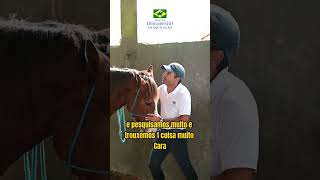 a ancora do cavalo #desempenho #escolaEquitação #hipismo #equitação #equestrian #horse