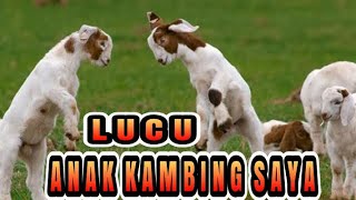 Anak kambing Saya Terbaru 🐏🐑 -  Lagu Anak - Anak