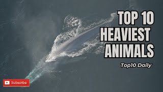 Top 10 Heaviest Animals on Earth!!!!