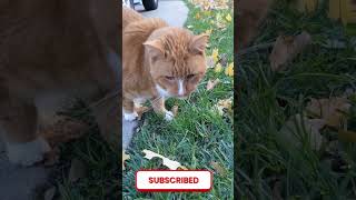 Eating grass today, what's new with you. Rikki Littles#pets#fur babies