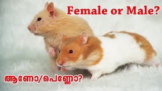 Male and Female Hamster Difference_ Female or Male Hamsters?ഹാംസ്റ്റർ ആണോ/പെണ്ണോ എങ്ങനെ തിരിച്ചറിയാം