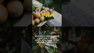 Unlocking Surprising Health Benefits of Loquat Fruit#loquat #fruit #shorts #ytshorts #health #nature