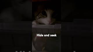 #cat hide and seek