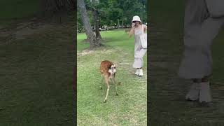 Deer Nara Park In Japan