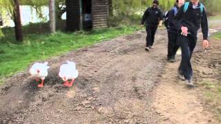 Essex Guard Geese, 27 April, 2013