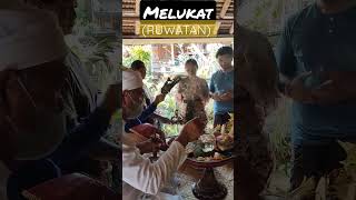 MELUKAT (Ngelebur Mala) Tradisi Hindu di Bali#shorts #bali #live #love #like #short #shortvideo