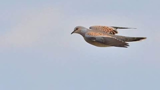 ÜVEYİK AVLARIM BİR ARADA 01, Dove hunting, Tortora hunt