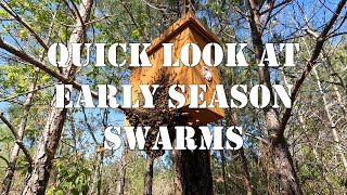 Quick Look at Early Season Swarms | #colesfarmnc #jacksonvillenc #beekeeping