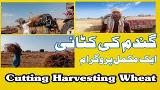 Gandum ki katai | Cutting Harvesting Wheat With Thresher