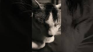 Madan: The Fearless Cat with a Rebel Heart | Cinematic Cat Moments #shorts #ytshorts #Catwale #cat