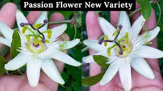 Passion Flower Plant Care | Passion Flower In Urdu | Caerulea Constance Eliott | Rare Garden