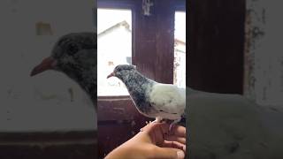 😍 #pigeon #kabutar #youtubeshorts #viral #shorts