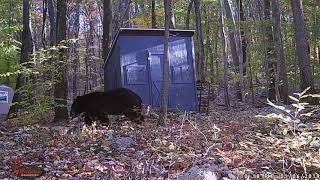 Good size Black Bear strolling by my Shed last week in Port Murray New Jersey | NJ Black Bears