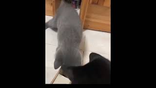 dog and cat funny short video