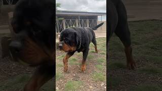 Huge Rottweiler gets his ball Huge Rottweiler comes out of kennel #rottweiler #shorts #dog