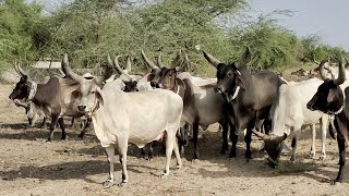 Herd of Kankrej cows going to nearby pond for drinking water | Kankrej cow sound | mix Kankrej life