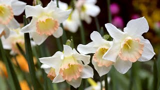 Narcissus 'Cosmopolitan' - FarmerGracy.co.uk