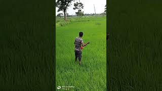 #young #farming #attitude #workout #on the #farming #food #for #rice #plants #shorts #views #video