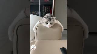 Latest Crazy Funny Cats Moments Try Not To Laugh Funny Cats Shorts 😺😂😂 -EPS1104 #funnycats