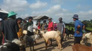 Pasar kambing murah di lombok