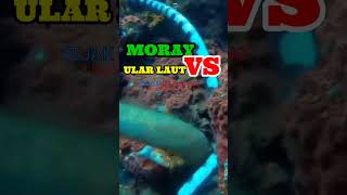 Ular laut berbahaya duel dengan Moray