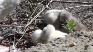 Baby Swans