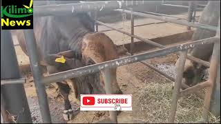 A Day in The Farm || Beef Farming