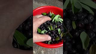 Samar fruit falsay#rehana in kitchen #youtubeshort