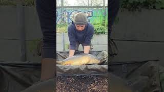 nice mirror carp #fishing #carping #london #carpfishing #fish #carpy #shorts #fishingvideo #fish