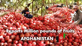 Afghanistan Export Fruits worth Millions of Dollars Each Year