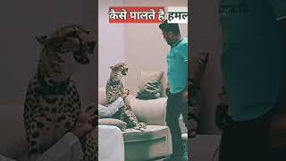 इंसान और शेर के बीच मुकाबला? | tigers pets in Dubai |