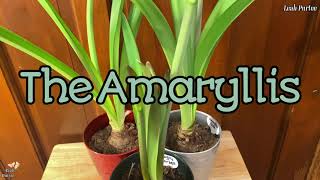 Amaryllis Plants || Amaryllidinae #mylittlejungle #plantita #plantmoma