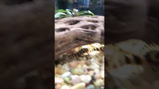 L134 peckoltia compta lepardfrog plecos