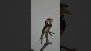 Malabar Pied Hornbill  Favorite Bird #shorts