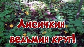 Лисички в ведьмином кругу